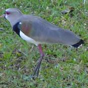 Southern Lapwing
